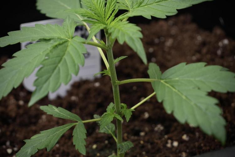 Pheno B Black Diamont Auto By Zamnesia. Week 2 - Pheno B Black Diamont Auto