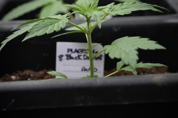 Pheno B Black Diamont Auto By Zamnesia. Week 2 - Pheno B Black Diamont Auto