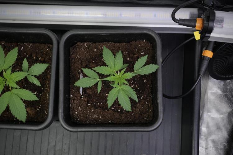 Pheno B Black Diamont Auto By Zamnesia. Week 2 - Pheno B Black Diamont Auto