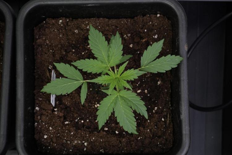 Pheno B Black Diamont Auto By Zamnesia. Week 2 - Pheno B Black Diamont Auto