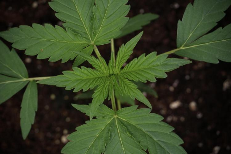 Pheno B Black Diamont Auto By Zamnesia. Week 2 - Pheno B Black Diamont Auto