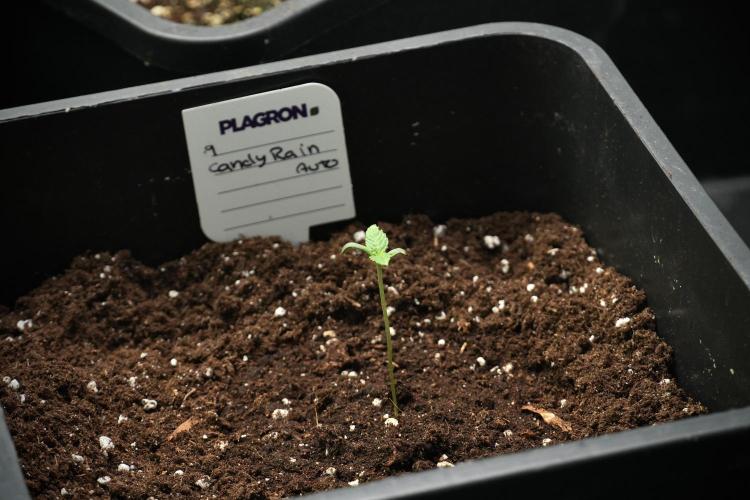 Candy Rain Auto By Zamnesia. Week 2 - Candy Rain Auto
