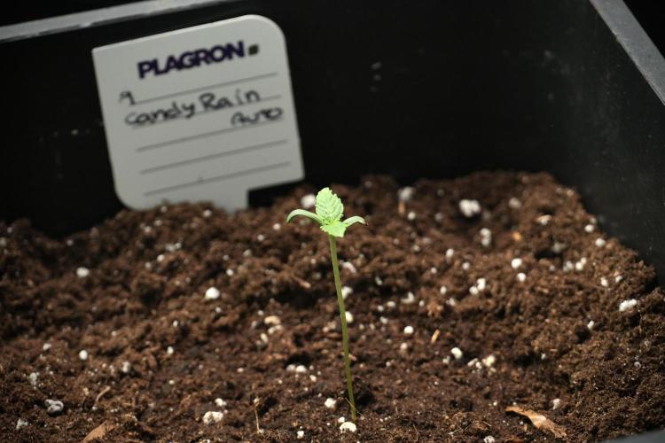 Candy Rain Auto By Zamnesia. Week 2 - Candy Rain Auto