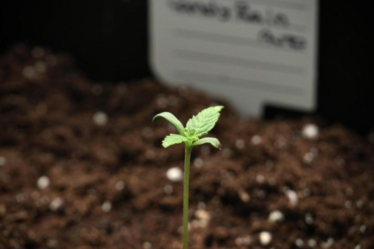 Candy Rain Auto By Zamnesia. Week 2 - Candy Rain Auto