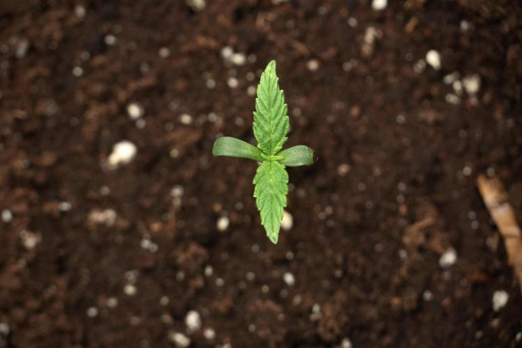 Candy Rain Auto By Zamnesia. Week 2 - Candy Rain Auto