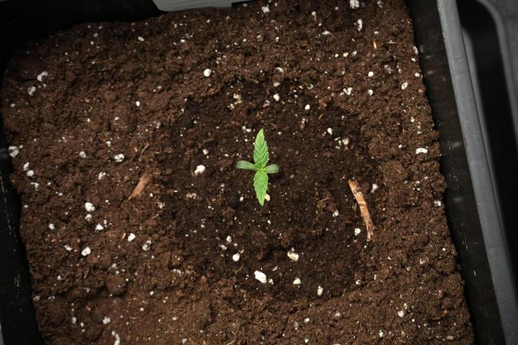 Candy Rain Auto By Zamnesia. Week 2 - Candy Rain Auto