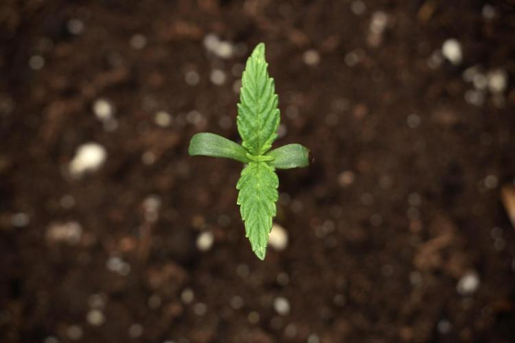 Candy Rain Auto By Zamnesia. Week 2 - Candy Rain Auto