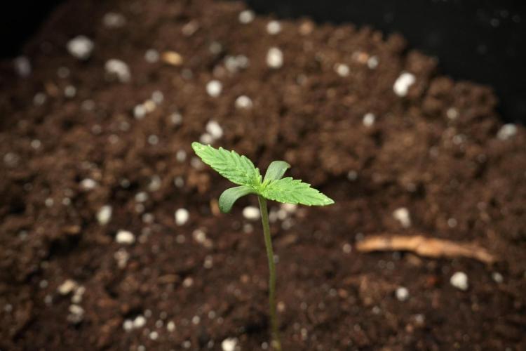 Candy Rain Auto By Zamnesia. Week 2 - Candy Rain Auto