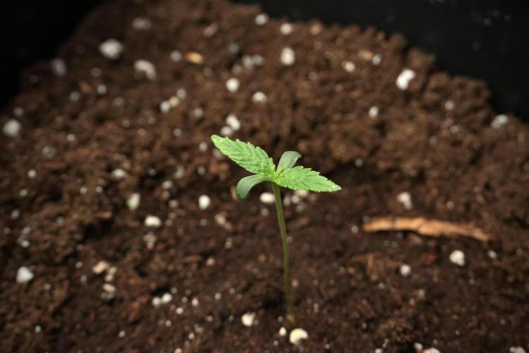 Candy Rain Auto By Zamnesia. Week 2 - Candy Rain Auto