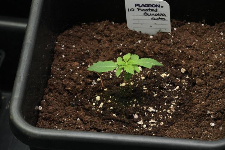 Frosted Guava Auto By Zamnesia Pheno A. Week 2 - Frosted Guava Auto Plant A