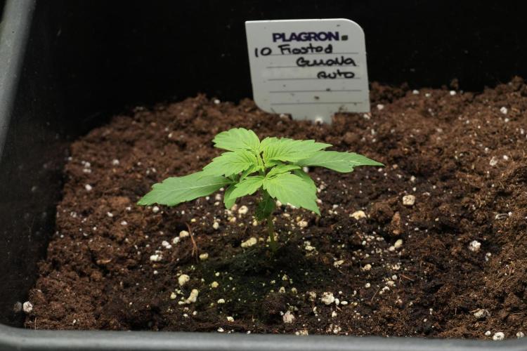 Frosted Guava Auto By Zamnesia Pheno A. Week 2 - Frosted Guava Auto Plant A