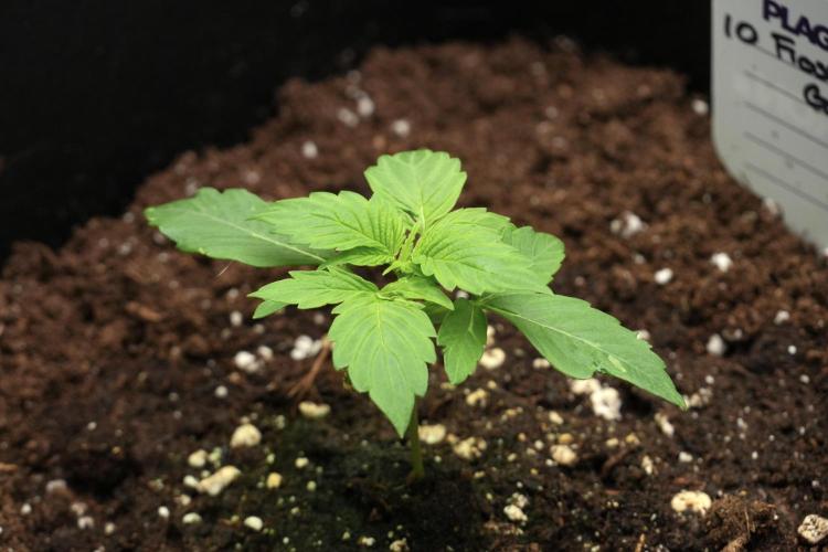 Frosted Guava Auto By Zamnesia Pheno A. Week 2 - Frosted Guava Auto Plant A
