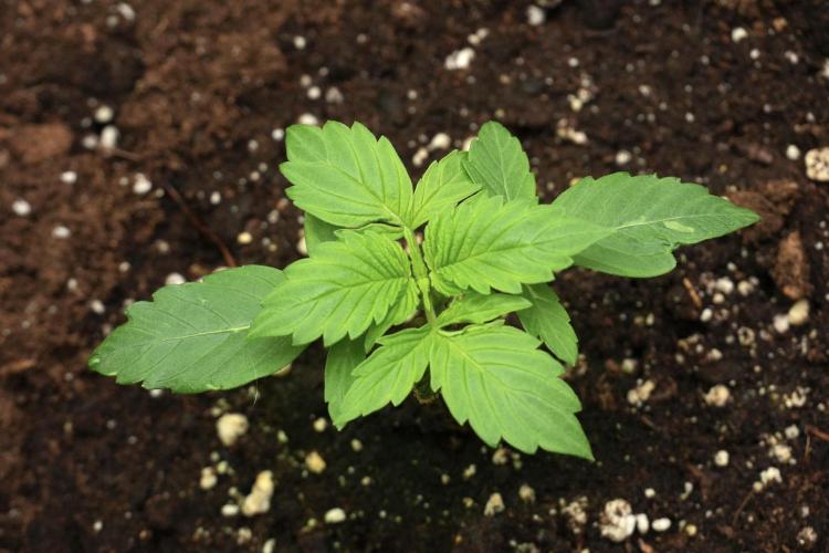 Frosted Guava Auto By Zamnesia Pheno A. Week 2 - Frosted Guava Auto Plant A