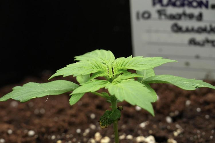 Frosted Guava Auto By Zamnesia Pheno A. Week 2 - Frosted Guava Auto Plant A