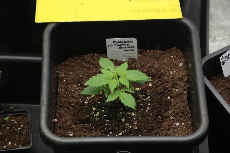 Frosted Guava Auto By Zamnesia Pheno A. Week 2 - Frosted Guava Auto Plant A