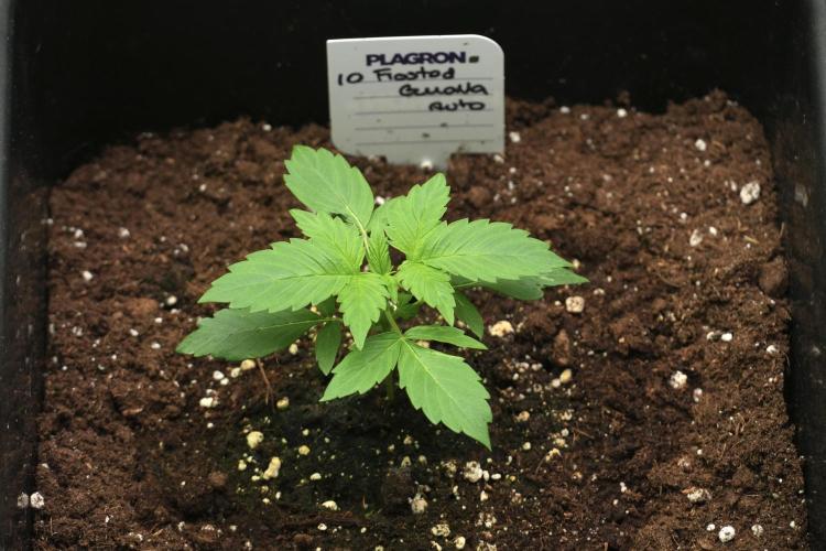 Frosted Guava Auto By Zamnesia Pheno A. Week 2 - Frosted Guava Auto Plant A