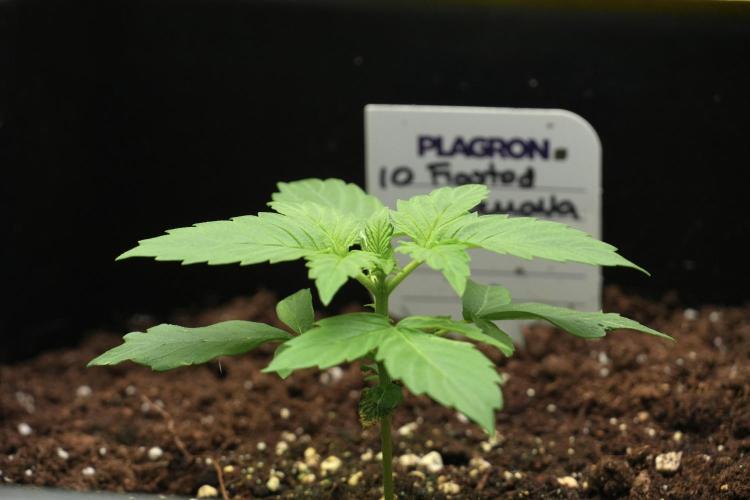Frosted Guava Auto By Zamnesia Pheno A. Week 2 - Frosted Guava Auto Plant A