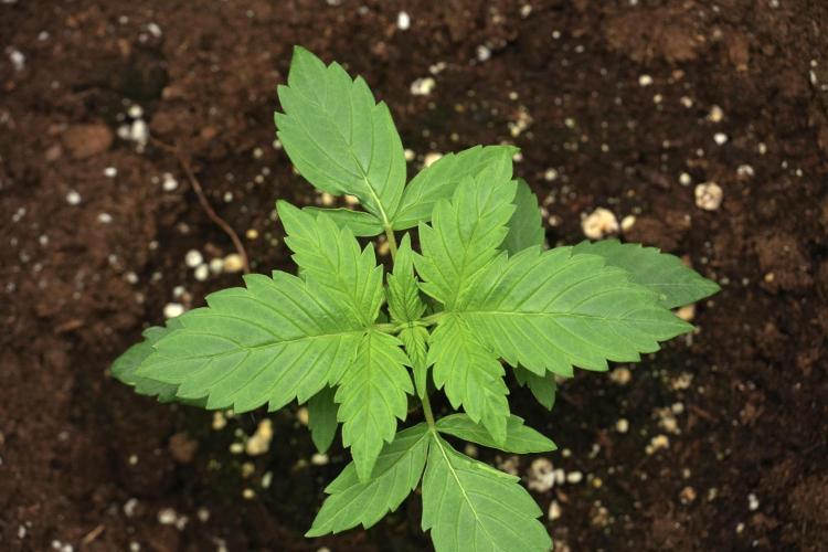 Frosted Guava Auto By Zamnesia Pheno A. Week 2 - Frosted Guava Auto Plant A