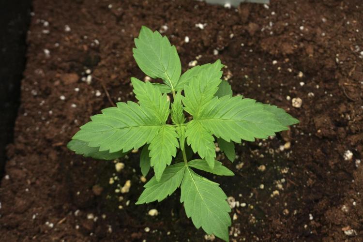 Frosted Guava Auto By Zamnesia Pheno A. Week 2 - Frosted Guava Auto Plant A