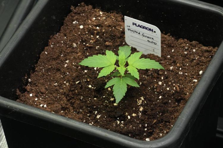 Pheno B Frosted Guava Auto By Zamnesia. Week 2 - Frosted Guava Auto Plant B