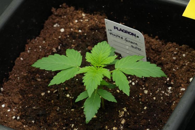 Pheno B Frosted Guava Auto By Zamnesia. Week 2 - Frosted Guava Auto Plant B