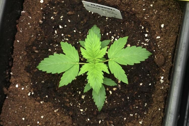 Pheno B Frosted Guava Auto By Zamnesia. Week 2 - Frosted Guava Auto Plant B
