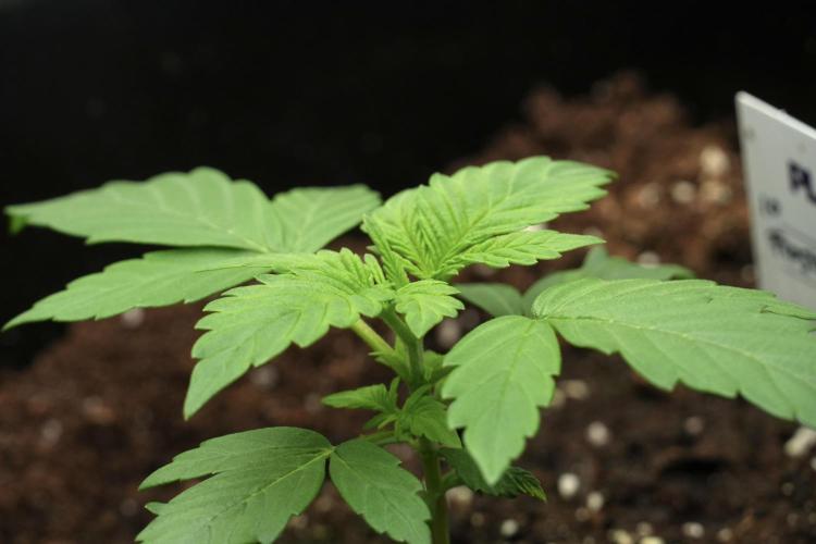 Pheno B Frosted Guava Auto By Zamnesia. Week 2 - Frosted Guava Auto Plant B