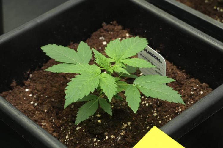 Pheno B Frosted Guava Auto By Zamnesia. Week 2 - Frosted Guava Auto Plant B