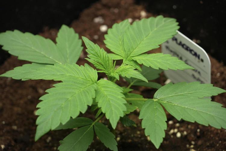 Pheno B Frosted Guava Auto By Zamnesia. Week 2 - Frosted Guava Auto Plant B