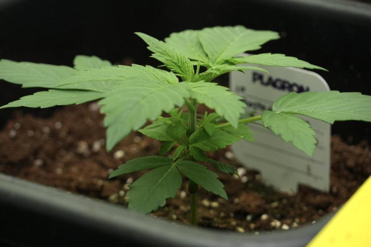 Pheno B Frosted Guava Auto By Zamnesia. Week 2 - Frosted Guava Auto Plant B