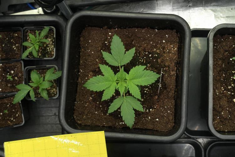 Pheno B Frosted Guava Auto By Zamnesia. Week 2 - Frosted Guava Auto Plant B