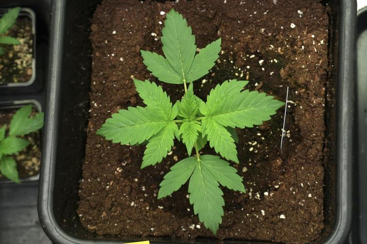 Pheno B Frosted Guava Auto By Zamnesia. Week 2 - Frosted Guava Auto Plant B
