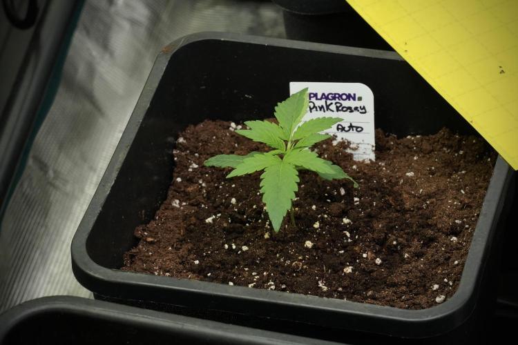 Pink Rosay Auto By Zamnesia Pheno A. Week 2 - Pink Rosay Auto A