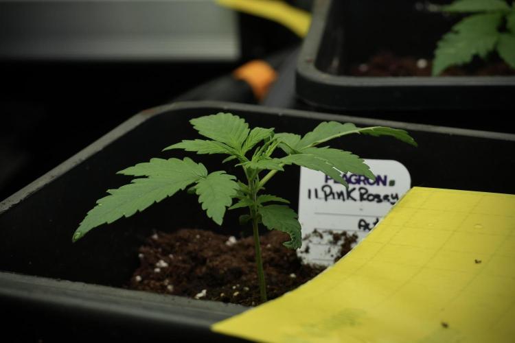 Pink Rosay Auto By Zamnesia Pheno A. Week 2 - Pink Rosay Auto A