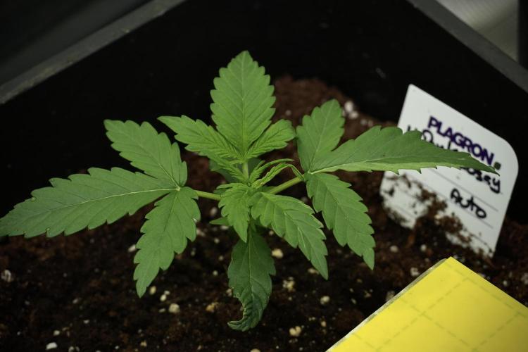 Pink Rosay Auto By Zamnesia Pheno A. Week 2 - Pink Rosay Auto A