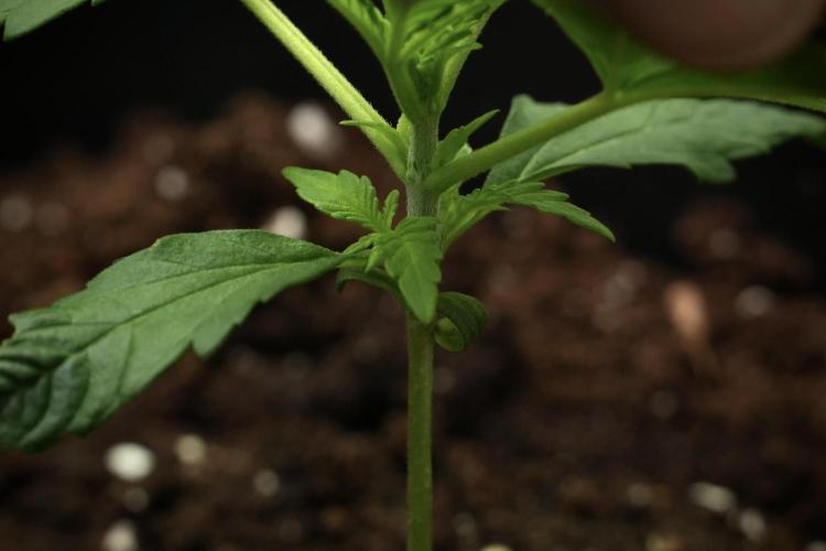 Pink Rosay Auto By Zamnesia Pheno A. Week 2 - Pink Rosay Auto A