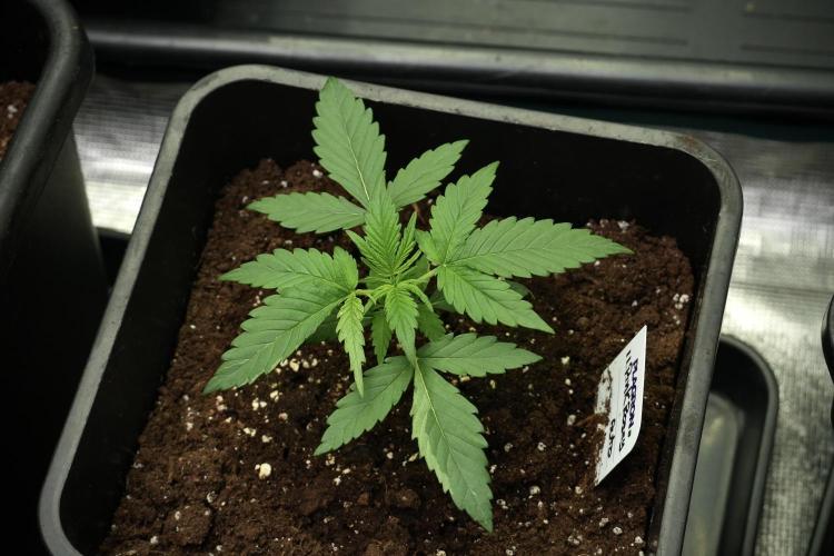 Pink Rosay Auto By Zamnesia Pheno A. Week 2 - Pink Rosay Auto A