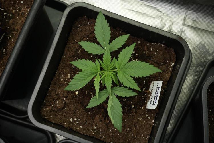 Pink Rosay Auto By Zamnesia Pheno A. Week 2 - Pink Rosay Auto A