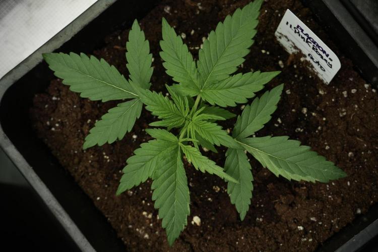 Pink Rosay Auto By Zamnesia Pheno A. Week 2 - Pink Rosay Auto A