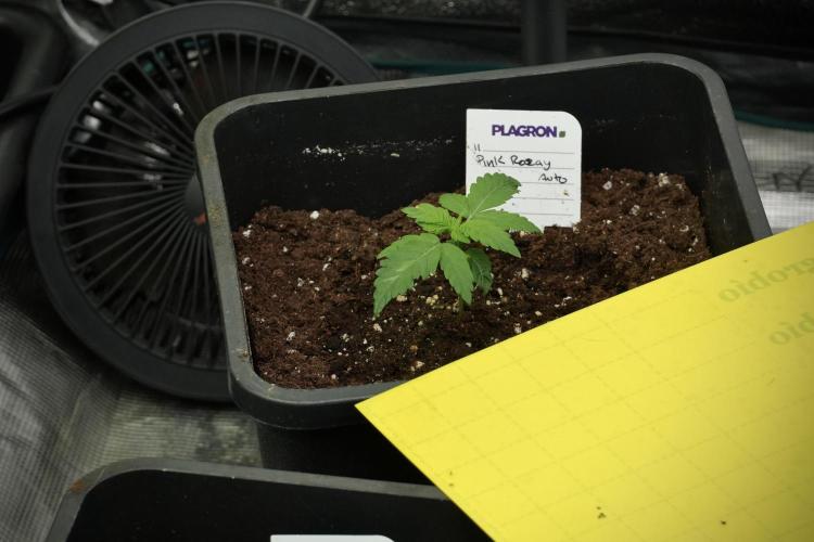 Pheno B Pink Rosay Auto By Zamnesia. Week 2 - Pheno B Pink Rosay Auto