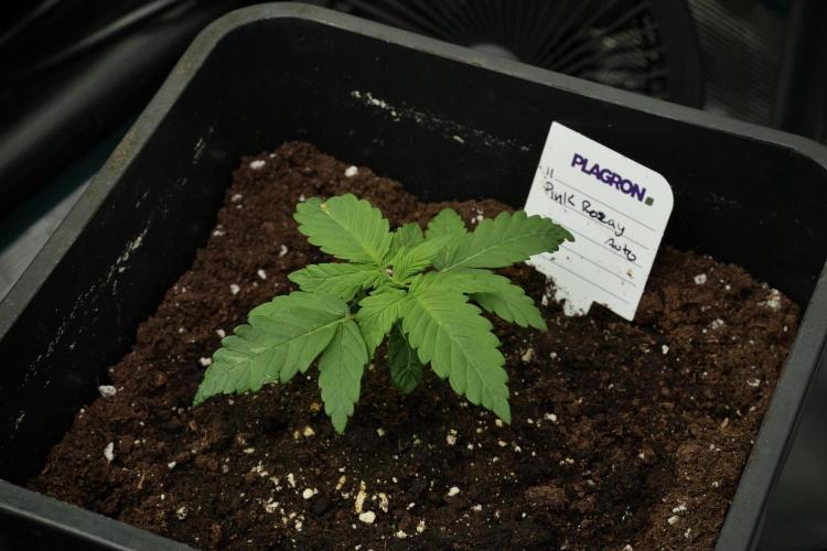 Pheno B Pink Rosay Auto By Zamnesia. Week 2 - Pheno B Pink Rosay Auto
