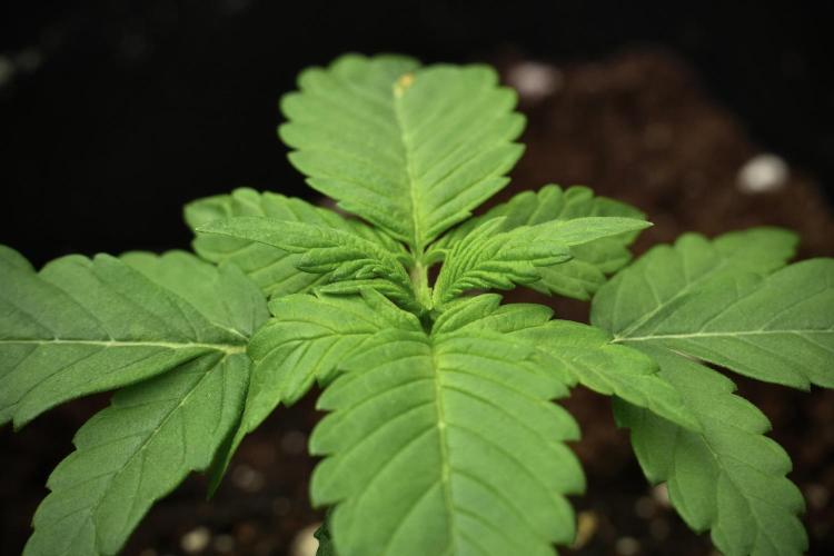 Pheno B Pink Rosay Auto By Zamnesia. Week 2 - Pheno B Pink Rosay Auto