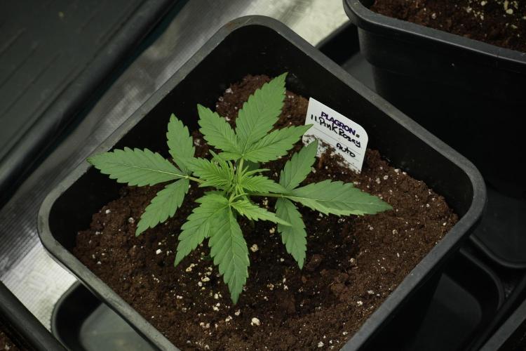Pheno B Pink Rosay Auto By Zamnesia. Week 2 - Pheno B Pink Rosay Auto
