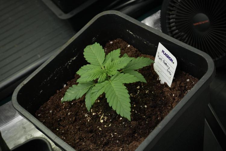 Pheno B Pink Rosay Auto By Zamnesia. Week 2 - Pheno B Pink Rosay Auto