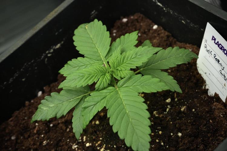 Pheno B Pink Rosay Auto By Zamnesia. Week 2 - Pheno B Pink Rosay Auto