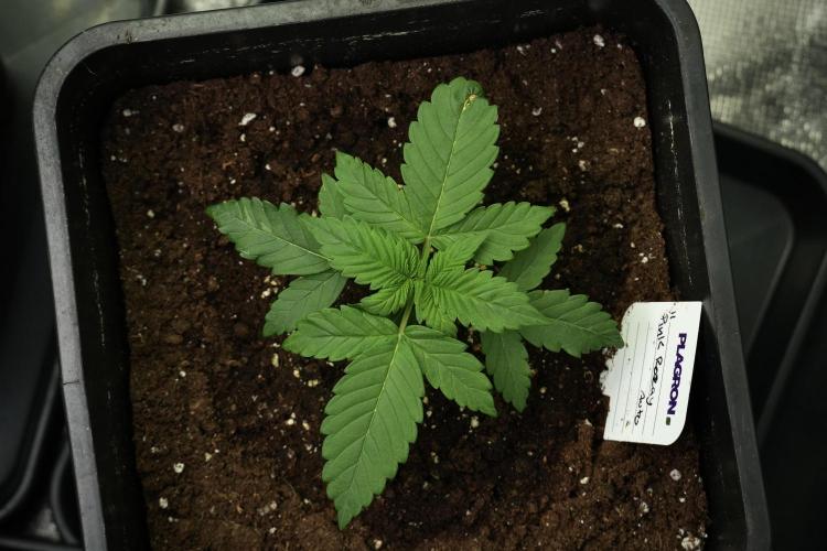 Pheno B Pink Rosay Auto By Zamnesia. Week 2 - Pheno B Pink Rosay Auto