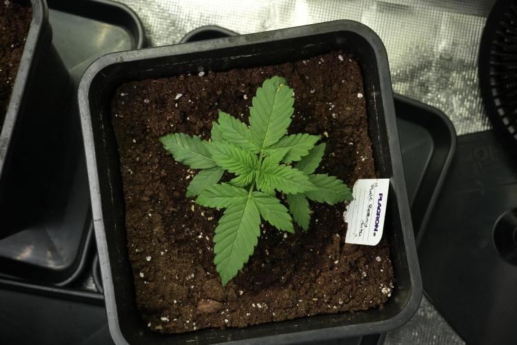 Pheno B Pink Rosay Auto By Zamnesia. Week 2 - Pheno B Pink Rosay Auto