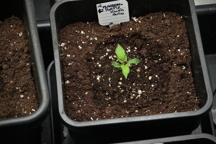 Purple CousKush Auto By Zamnesia Pheno A. Week 2 - Purple CousKush Auto Pheno A 