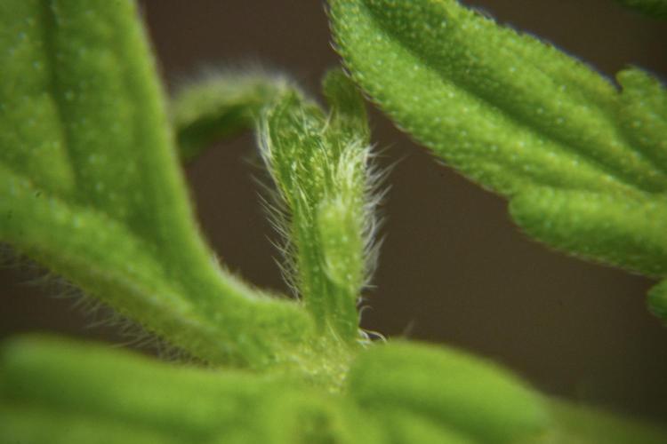 Purple CousKush Auto By Zamnesia Pheno A. Week 2 - Macro Photography on Purple CousKush Auto Pheno A 