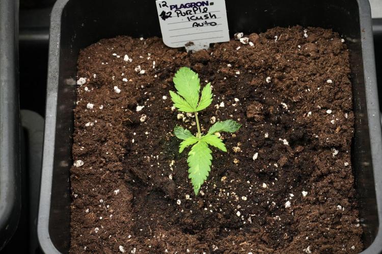 Purple CousKush Auto By Zamnesia Pheno A. Week 2 - Purple CousKush Auto Pheno A 